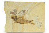 Detailed Fossil Fish (Knightia) - Wyoming #320157-1